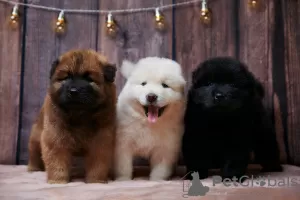 Photo №1. eurasier - for sale in the city of Chelyabinsk | 1953$ | Announcement № 62442