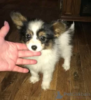 Photo №1. papillon dog - for sale in the city of Ostrava | negotiated | Announcement № 96514