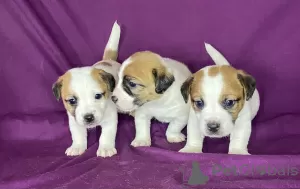 Photo №2 to announcement № 89545 for the sale of jack russell terrier - buy in Belarus private announcement