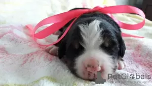 Photo №3. Bernese mountain dog puppies. Russian Federation