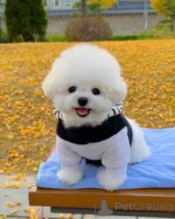 Photo №2 to announcement № 129019 for the sale of bichon frise - buy in Czech Republic 