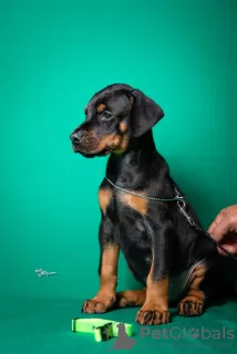 Additional photos: Doberman puppies