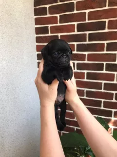 Photo №3. Pug puppies. Russian Federation