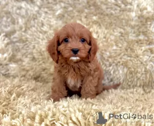 Photo №3. Potty trained Cavapoo puppies for sale. Germany