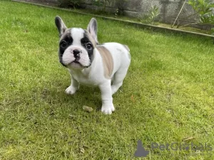 Photo №2 to announcement № 78094 for the sale of french bulldog - buy in United States private announcement