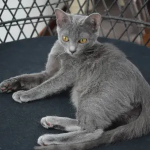 Photo №1. Mating service - breed: korat. Price - 56$