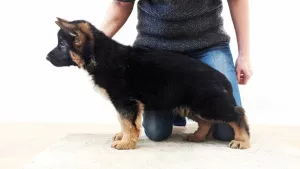 Additional photos: German shepherd puppy with a gorgeous pedigree