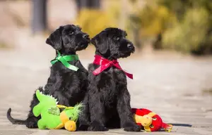 Photo №1. giant schnauzer - for sale in the city of Vladivostok | 600$ | Announcement № 413