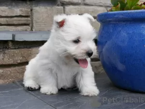 Photo №2 to announcement № 36074 for the sale of west highland white terrier - buy in Lithuania private announcement