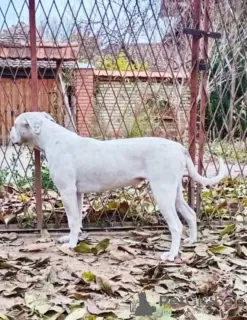 Additional photos: American Bulldog - female dogs for sale