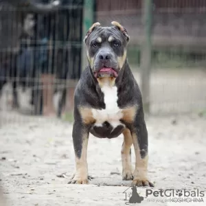 Photo №3. American bully boy. Russian Federation