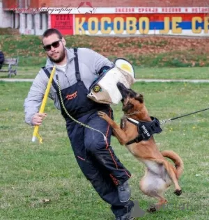 Additional photos: belgian shepherd puppies