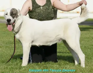 Additional photos: Central Asian Shepherd Puppy White-Tiger Girl