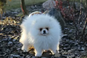 Additional photos: White and cream puppies LULU Pomeranian