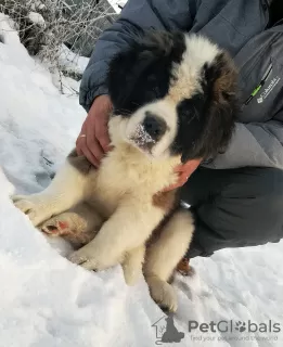 Photo №4. I will sell st. bernard in the city of Novosibirsk. private announcement, breeder - price - 459$