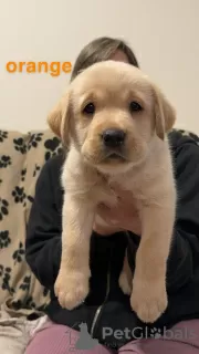 Additional photos: Beautiful Golden Labrador puppies (Fully Vaccinated)