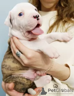 Photo №3. American Bulldog puppies for sale. Ukraine