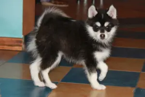 Photo №3. Puppies of breed Alaskan Kli - kai. Russian Federation