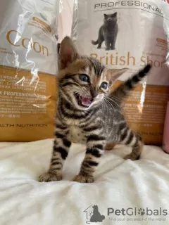 Photo №2 to announcement № 25853 for the sale of bengal cat - buy in Italy private announcement, from nursery, breeder