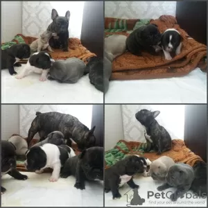 Photo №1. non-pedigree dogs - for sale in the city of Novosibirsk | negotiated | Announcement № 10807