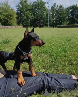 Photo №3. German pinscher puppies. Belarus