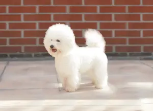 Photo №1. Mating service - breed: bichon frise. Price - 250$