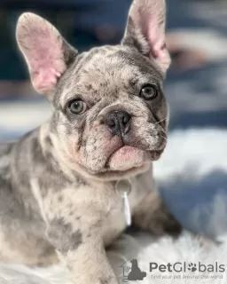 Photo №3. Süße francösische Bulldogge Welpen. Germany