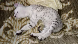 Additional photos: Kittens, breed Egyptian Mau.