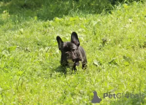 Additional photos: French bulldog puppy, female show class FCI