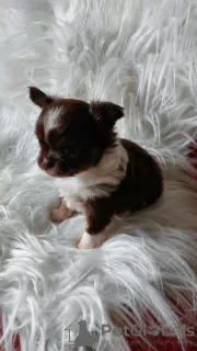 Additional photos: Cute long haired chocolate chihuahua boy