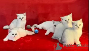 Photo №4. I will sell british shorthair in the city of Лиепая. from nursery - price - 2642$