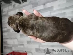 Photo №3. Booking for amstaff puppies is open. Belarus