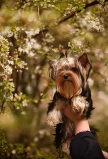 Photo №1. yorkshire terrier - for sale in the city of Donetsk | 515$ | Announcement № 6247