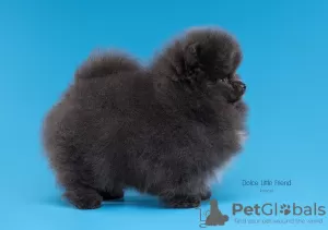 Photo №4. I will sell pomeranian in the city of Nizhny Novgorod. from nursery - price - negotiated