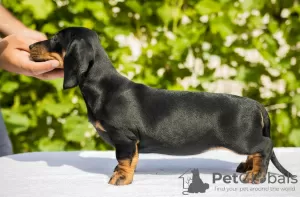 Additional photos: Standard dachshund puppies