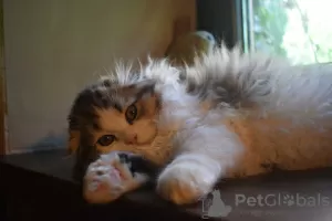 Additional photos: Scottish Fold/Highland Fold kitten WCF