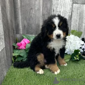 Photo №3. Bernese Mountain Dog Black Rust & White Puppy for sale. United States