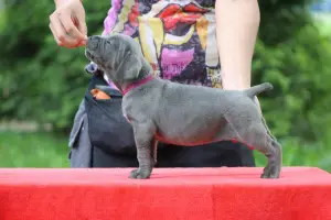 Additional photos: Cane Corso puppies