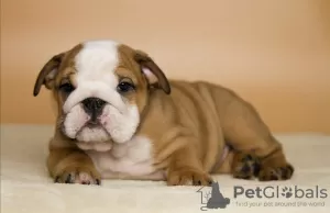 Photo №3. English bulldog puppies KSU FCI. Ukraine