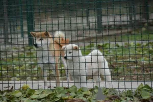 Additional photos: Shiba Inu puppies