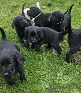 Additional photos: Labradoodles