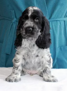 Photo №1. english cocker spaniel - for sale in the city of Krasnodar | 453$ | Announcement № 5838