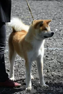 Photo №2 to announcement № 106525 for the sale of akita - buy in Serbia 