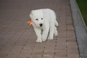 Additional photos: Puppy of the Central Asian Shepherd Dog (CAO, Alabai) white-fawn boy