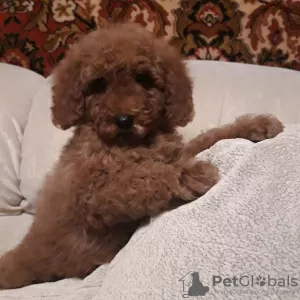 Photo №3. Toy poodle puppies boys and girls with pedigree. Belarus