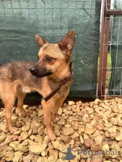 Additional photos: A dog in a T-shirt is looking for a home