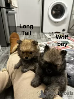 Additional photos: (6) Gorgeous Pomeranian Puppies 