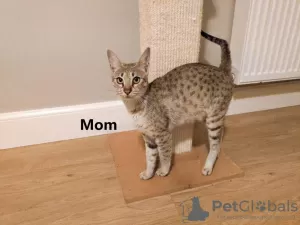 Photo №1. savannah cat - for sale in the city of Omsk | 4$ | Announcement № 12219