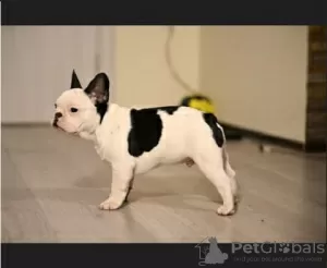 Photo №2 to announcement № 87413 for the sale of french bulldog - buy in Serbia breeder