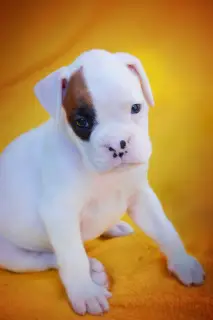 Photo №2 to announcement № 3409 for the sale of boxer - buy in Russian Federation from nursery, breeder